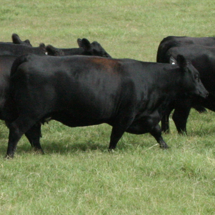 COVID-19 slaughtering livestock producers’ bottom line